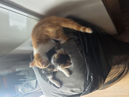 Babykatzen