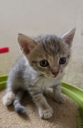 Katzenkitten baby Grau getiegert mit Punkten