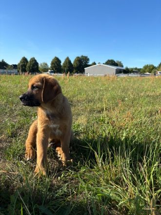 Bernhardiner-Ridgeback Mischling