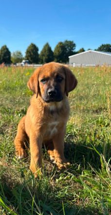 Bernhardiner-Ridgeback Mischling