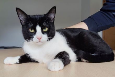 3 süße Geschwister suchen Kuschelplätzchen: Kater Tahiti, Katzen Lulú und Bora