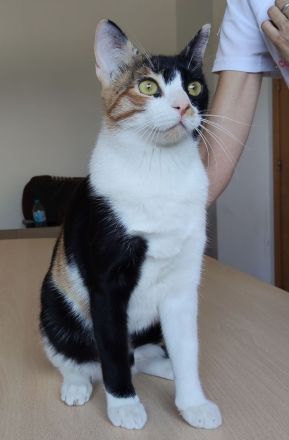 3 süße Geschwister suchen Kuschelplätzchen: Kater Tahiti, Katzen Lulú und Bora