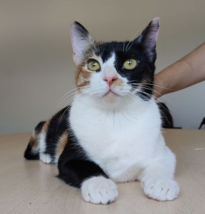 3 süße Geschwister suchen Kuschelplätzchen: Kater Tahiti, Katzen Lulú und Bora