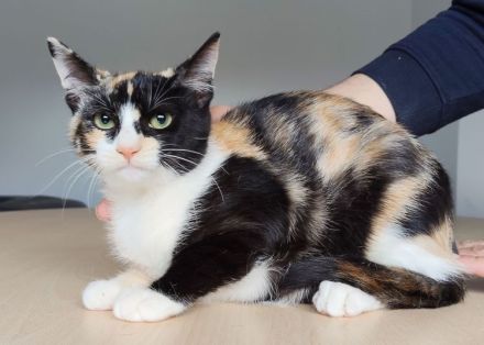 3 süße Geschwister suchen Kuschelplätzchen: Kater Tahiti, Katzen Lulú und Bora