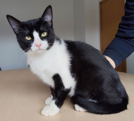 3 süße Geschwister suchen Kuschelplätzchen: Kater Tahiti, Katzen Lulú und Bora