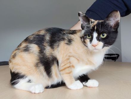3 süße Geschwister suchen Kuschelplätzchen: Kater Tahiti, Katzen Lulú und Bora