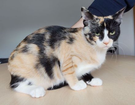 3 süße Geschwister suchen Kuschelplätzchen: Kater Tahiti, Katzen Lulú und Bora