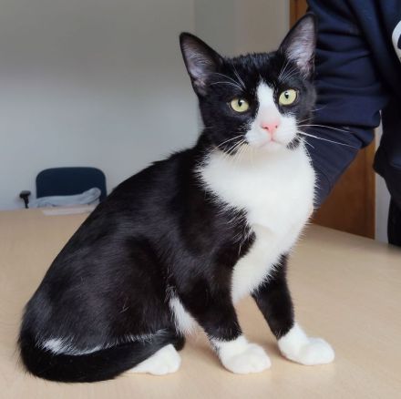 3 süße Geschwister suchen Kuschelplätzchen: Kater Tahiti, Katzen Lulú und Bora