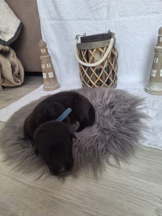 Liebevolle Hände gesucht ❤️