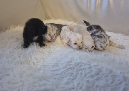 Kitten BLH / Sibirische Waldkatze, geimpft, gechipt, entwurmt, mit Impfpass und Starterpaket.