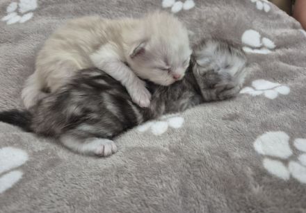Kitten BLH / Sibirische Waldkatze, geimpft, gechipt, entwurmt, mit Impfpass und Starterpaket.