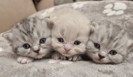 Kitten BLH / Sibirische Waldkatze, geimpft, gechipt, entwurmt, mit Impfpass und Starterpaket.