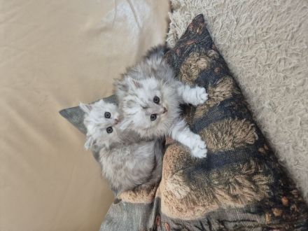 Kitten BLH / Sibirische Waldkatze, geimpft, gechipt, entwurmt, mit Impfpass und Starterpaket.