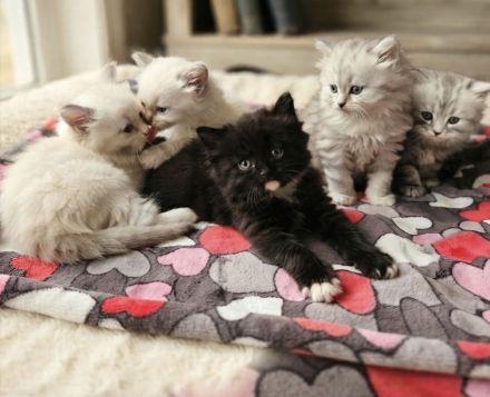 Kitten BLH / Sibirische Waldkatze, geimpft, gechipt, entwurmt, mit Impfpass und Starterpaket.