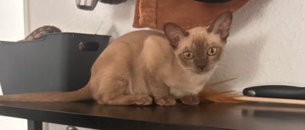 Burma Kitten Weiblich