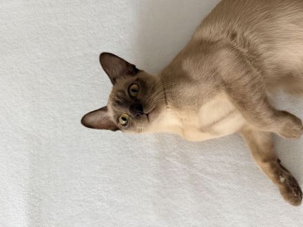 Burma Kitten Weiblich