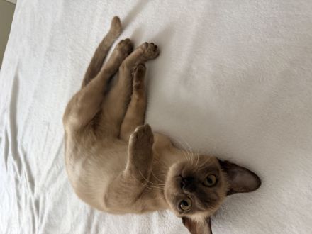 Burma Kitten Weiblich