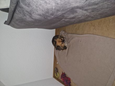 Chihuhu Rüde 3 jahre alt