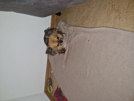 Chihuhu Rüde 3 jahre alt