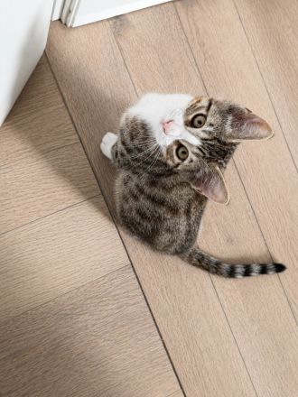 Bengal-Mix kitten