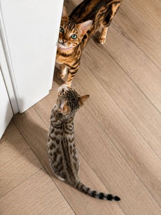 Bengal-Mix kitten