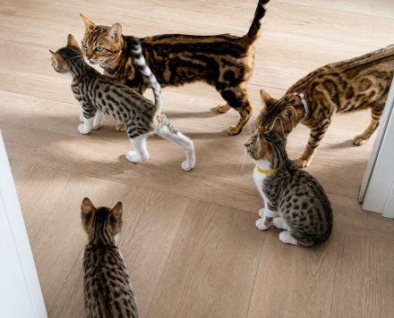 Bengal-Mix kitten