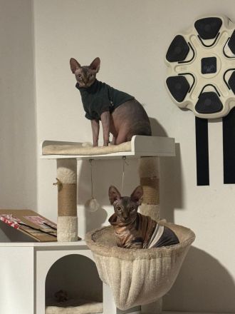 Süße Familien Sphynx Katzen suchen neues zu Hause