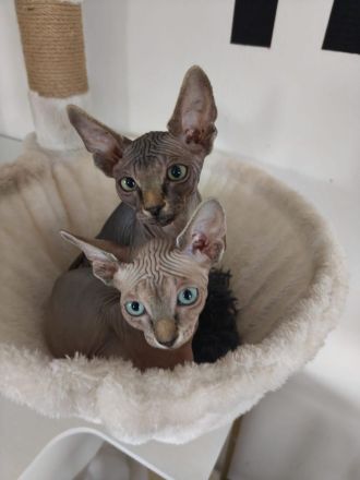 Süße Familien Sphynx Katzen suchen neues zu Hause