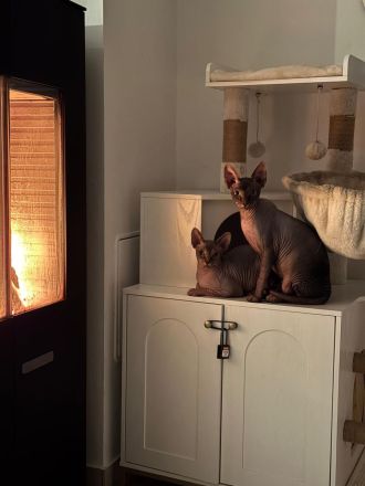 Süße Familien Sphynx Katzen suchen neues zu Hause