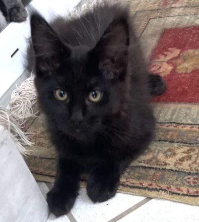 Maine Coon Kitten