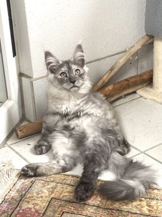 Maine Coon Kitten
