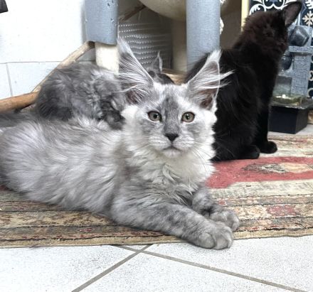 Maine Coon Kitten