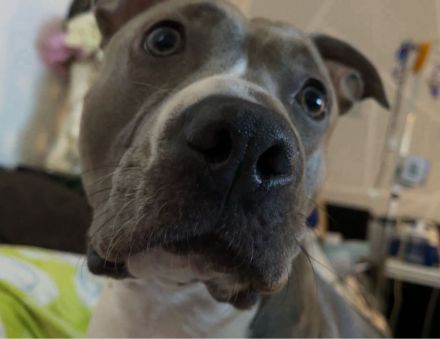 Liebe Amstaff - Hündin sucht ihr Für - immer - Zuhause
