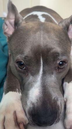 Liebe Amstaff - Hündin sucht ihr Für - immer - Zuhause