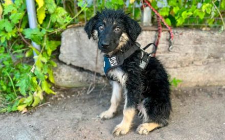 Kira sucht Familienanschluss