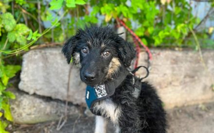 Kira sucht Familienanschluss