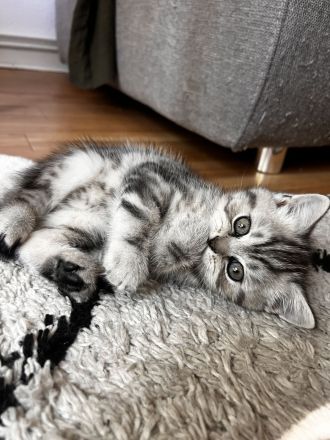 Zuckersüße Kitten