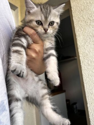 Zuckersüße Kitten