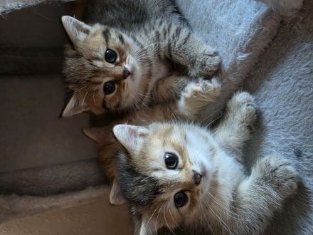 BKH/BLH Kitten