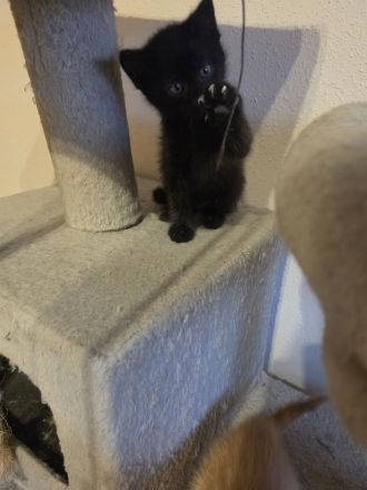 BKH/BLH BKH-Mix Kitten