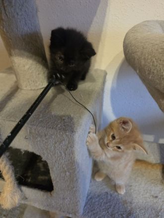 BKH/BLH BKH-Mix Kitten