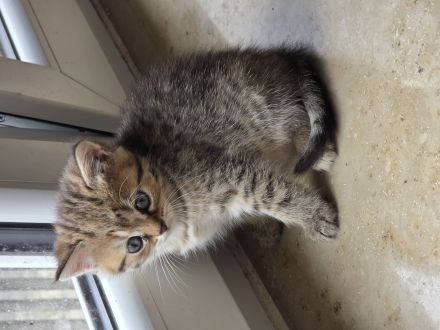 BKH/BLH Kitten