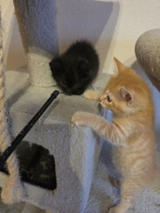 BKH/BLH BKH-Mix Kitten
