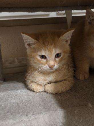 BKH/BLH BKH-Mix Kitten