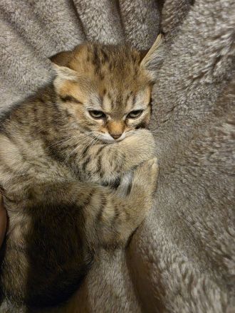 BKH/BLH BKH-Mix Kitten