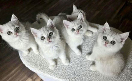 Wunderschöne Kitten suchen liebevolle Familien