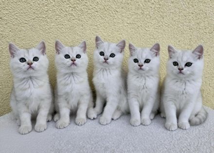 Wunderschöne Kitten suchen liebevolle Familien