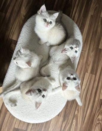 Wunderschöne Kitten suchen liebevolle Familien