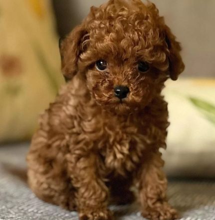 🐾 Bezaubernde Maltipoo-Welpen (Teacup) suchen ein liebevolles Zuhause! 🐾