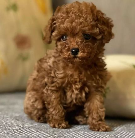 🐾 Bezaubernde Maltipoo-Welpen (Teacup) suchen ein liebevolles Zuhause! 🐾